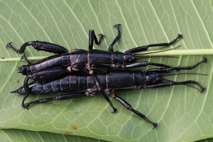 Lord Howe 5 stick insect