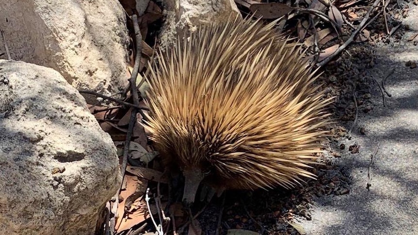 An echidna