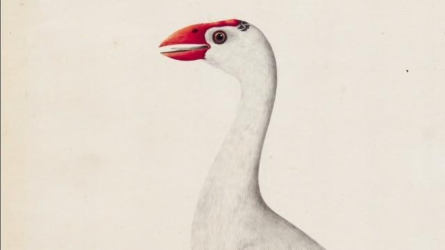 Painting by 'The white gallinule' c. 1791-92, attributed to The Sydney Bird Painter
