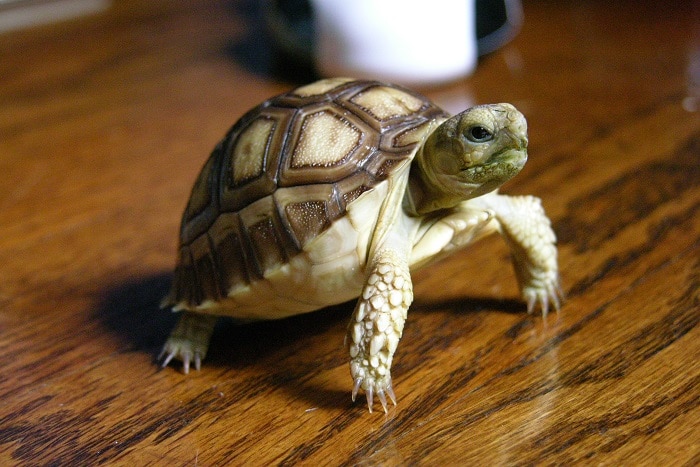 Crawling tortoise