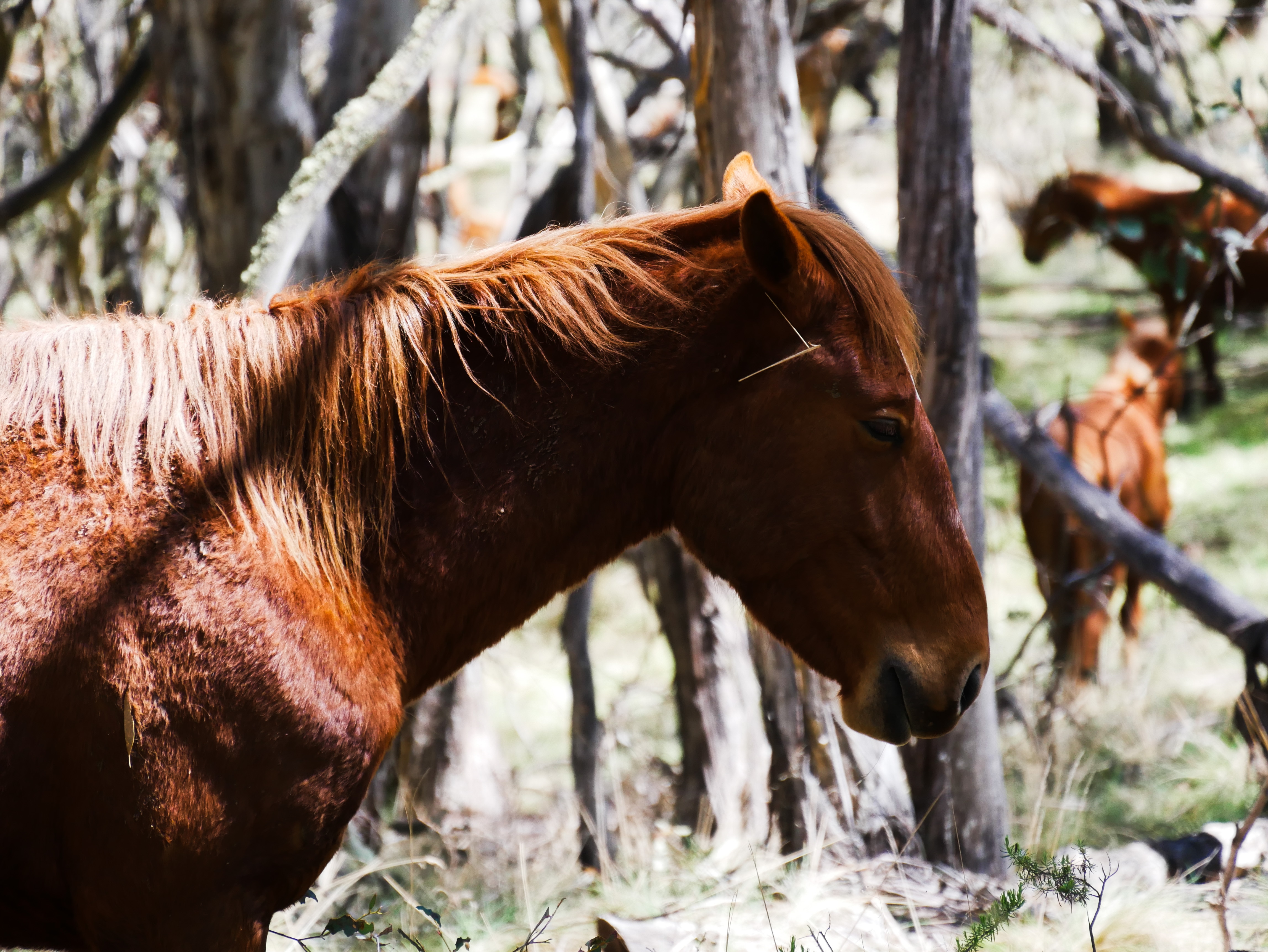 a close up of a side profile of a horse in a forest with other horses in the distance
