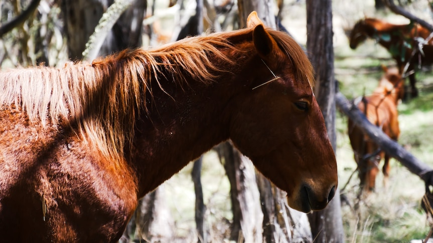 a close up of a side profile of a horse in a forest with other horses in the distance