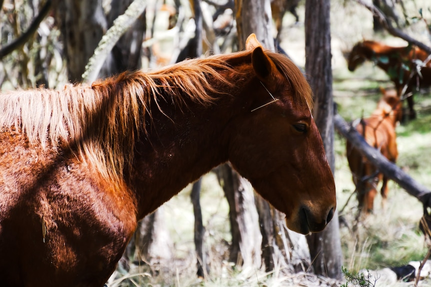 a close up of a side profile of a horse in a forest with other horses in the distance