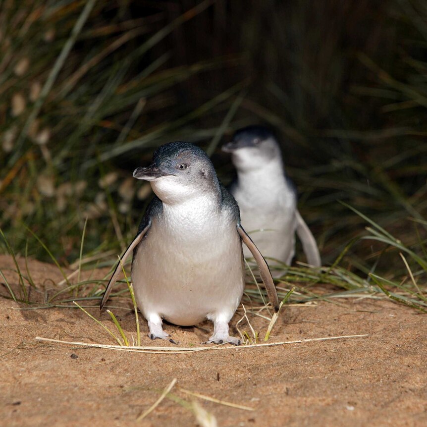Two fairy penguins on the beach at night.