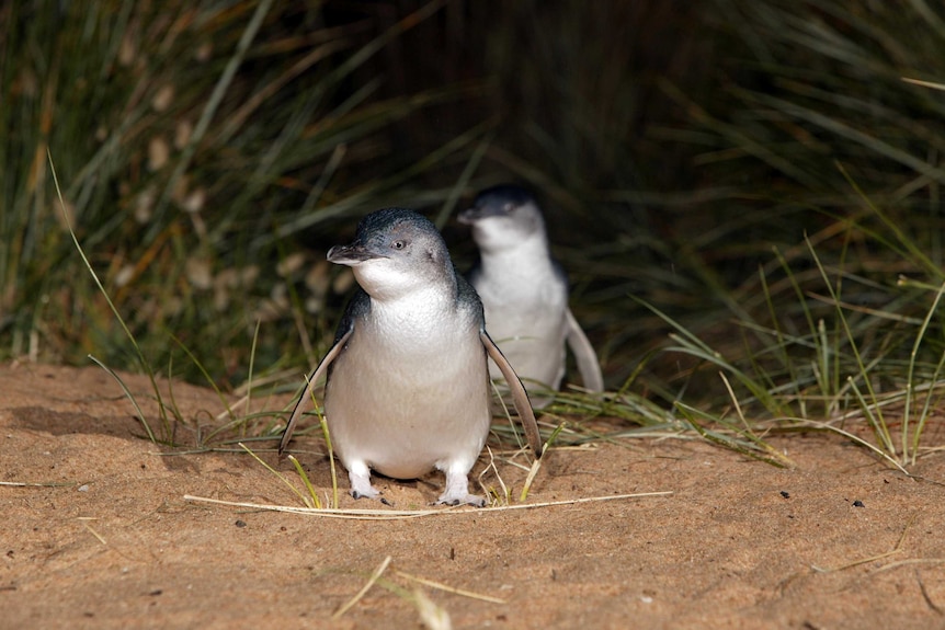 Two fairy penguins on the beach at night.