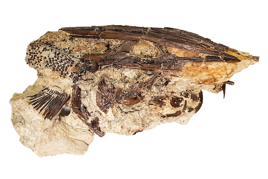 A paddlefish fossil