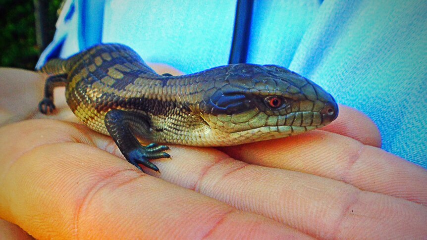 One of the new arrivals of at the Belconnen Police Station in Canberra.