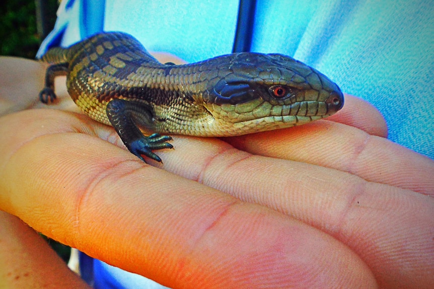 One of the new arrivals of at the Belconnen Police Station in Canberra.