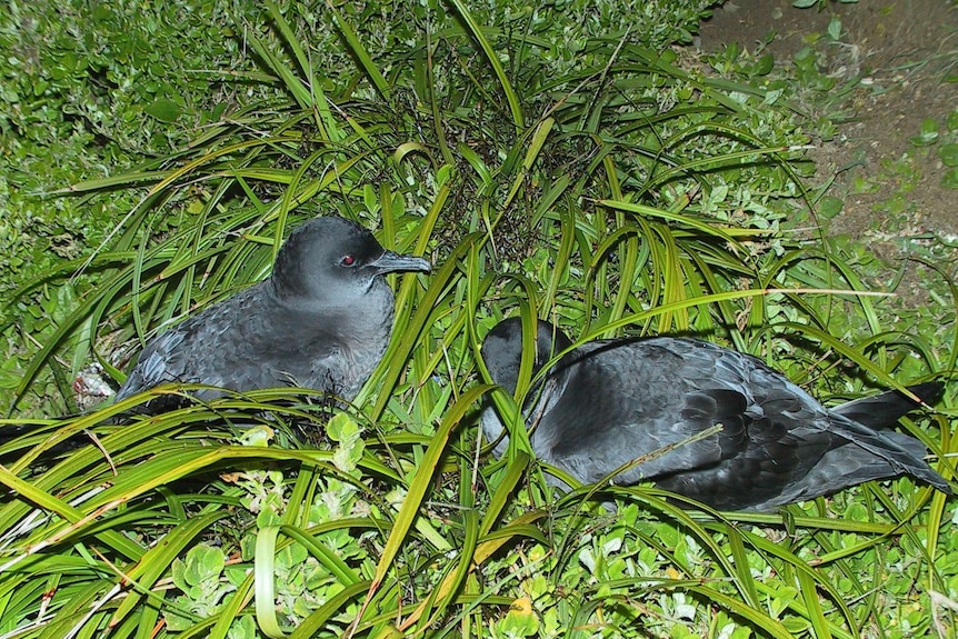 Short-tailed shearwaters on sand dunes at Phillip Island.