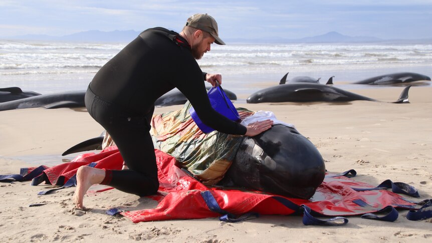 Man in a wetsuit tends to a stranded whale on a beach in Tasmania.