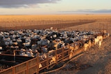 Cattle in yards on a red-dirt plain
