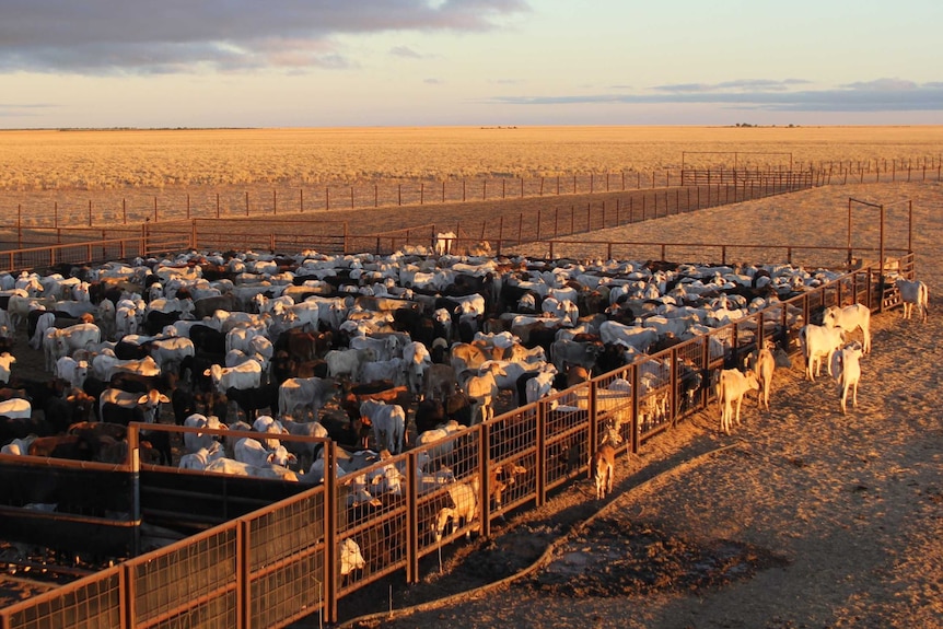 Cattle in yards on a red-dirt plain