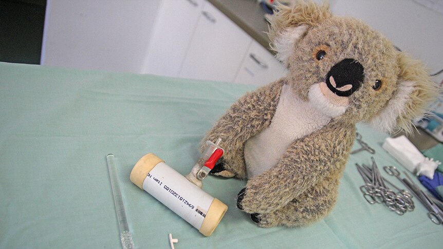 Equipment used in koala artificial insemination