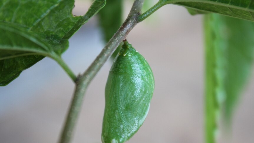 The green chrysalis of the Christmas Island butterfly hangs from a twig.