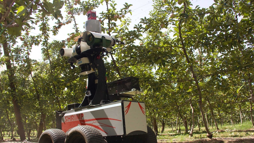 a four wheel machine about the size of a ride on mower with a system of cameras on top in an orchard