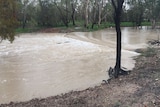 Flooding at Sharna Thorogood's property in the Western downs, Qld on February 8, 2020
