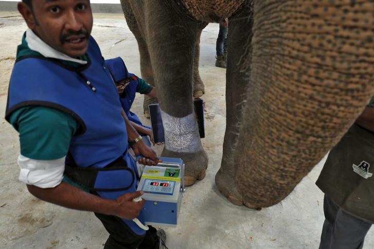 Vet looks up to the camera while taking an X-ray of a female elephant's leg at Indian elephant hospital.