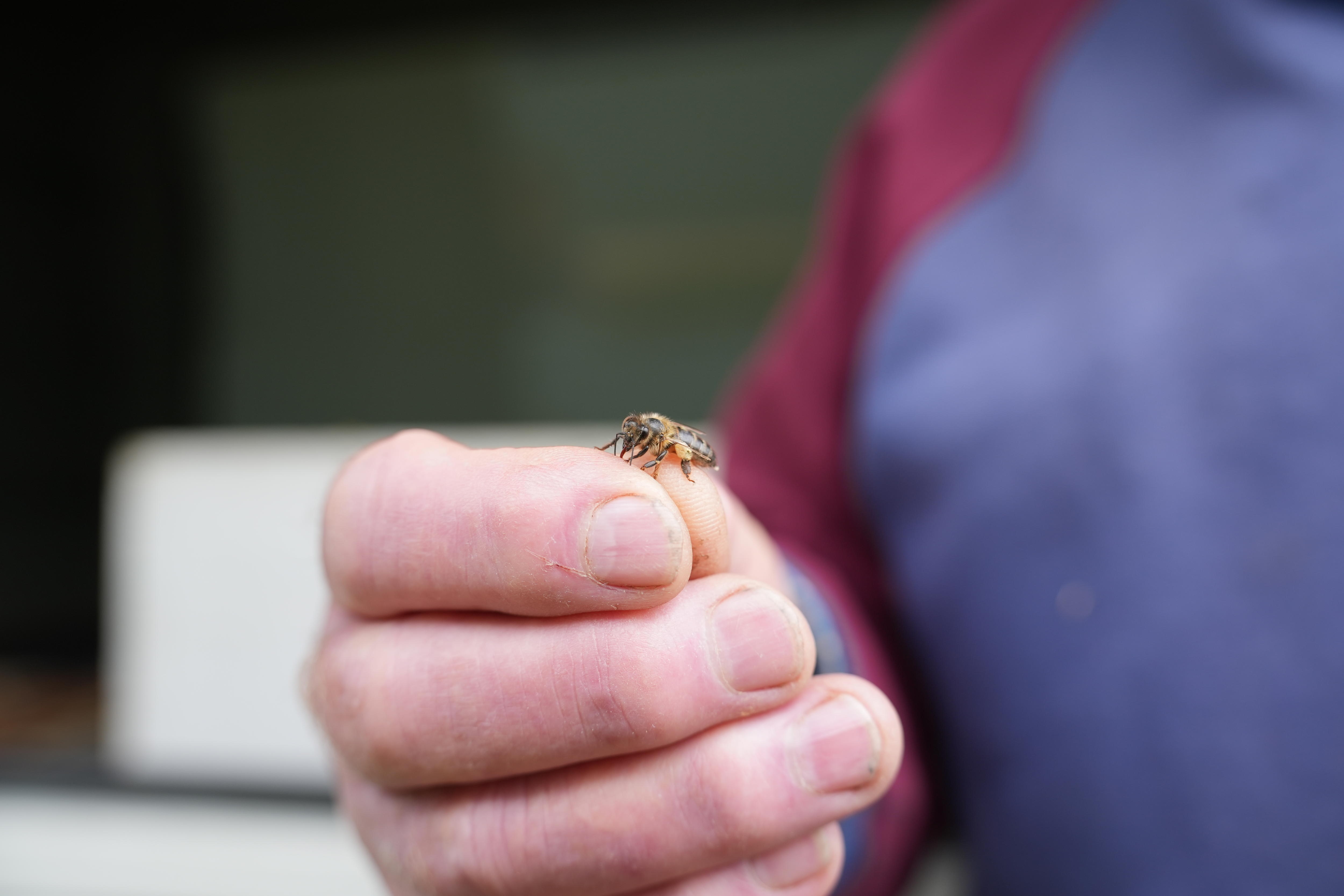 A bee on a hand