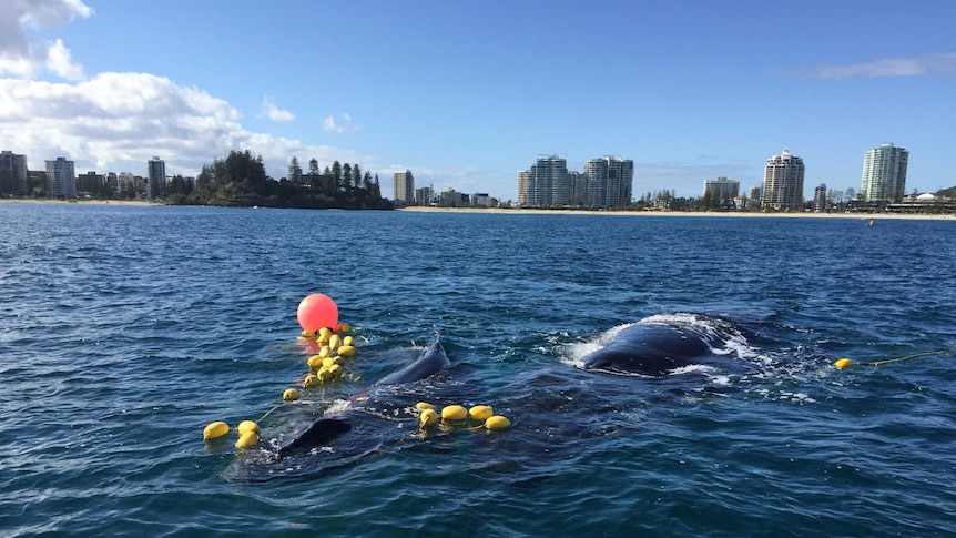 A juvenile whale calf has been cut free after becoming entangled in a shark net off the Gold Coast.