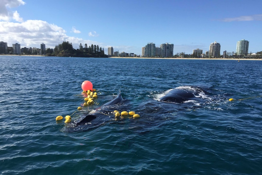A juvenile whale calf has been cut free after becoming entangled in a shark net off the Gold Coast.