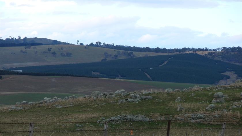 Pine tree softwood plantation on farmland