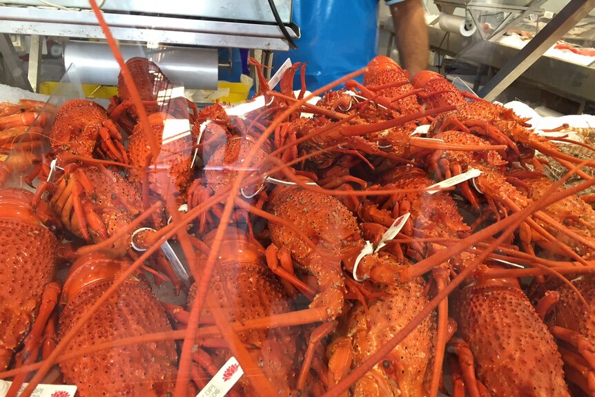 A pile of lobsters on ice at a seafood shop in Canberra.