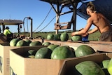 A shirtless man packs watermelons on a farm.