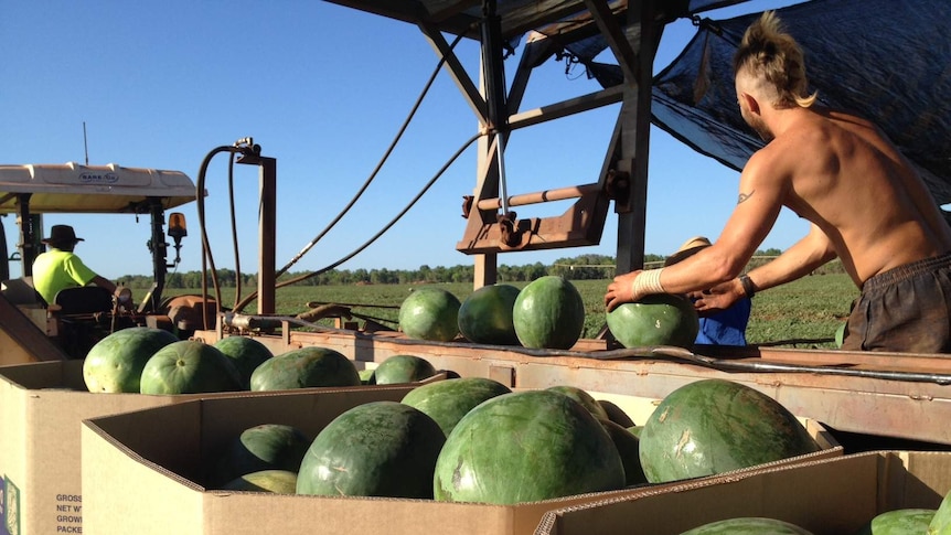 Watermelon picking in the Douglas Daly