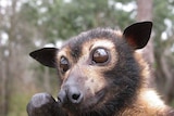 A close-up picture of a spectacled flying fox