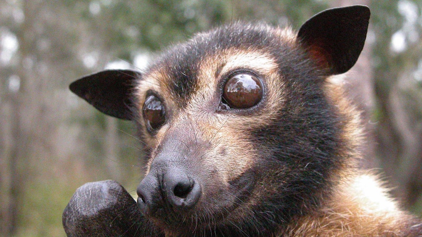 A close-up picture of a spectacled flying fox