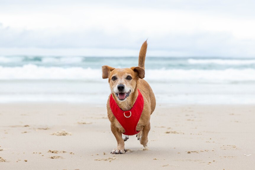 Ruby the Dachshund x Maltese wears a red harness and runs toward the camera on the beach.