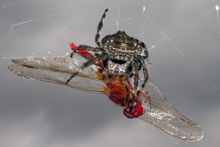 Darwin's bark spider eating a dragonfly