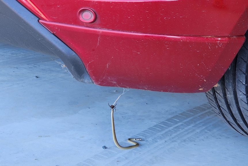 A snake dangling from the underside of a red car, with a spider on its tail.