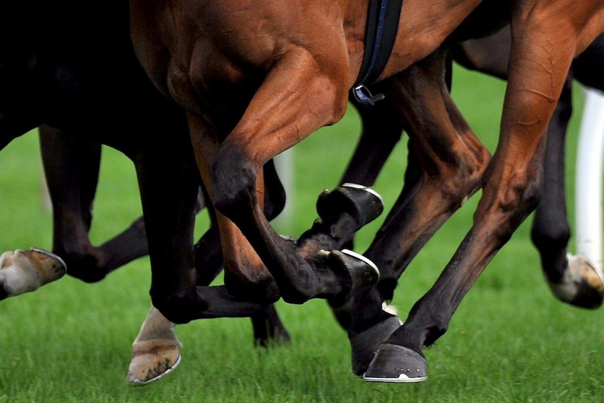 Horses race side-by-side at the end of a race.