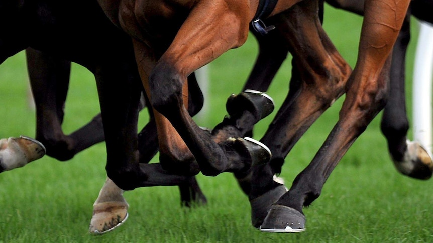 Horses race side-by-side at the end of a race.