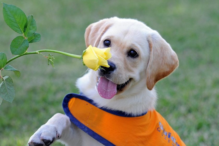 A Labrador puppy plays with a rose