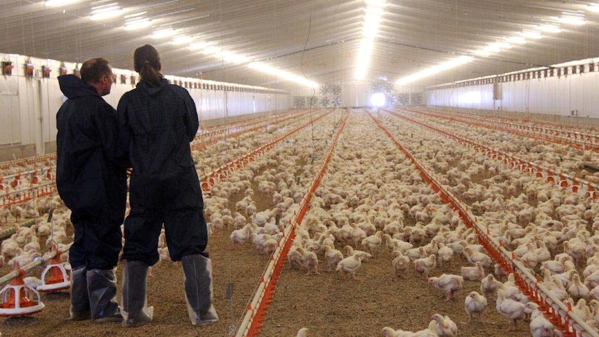 Inside the chook shed