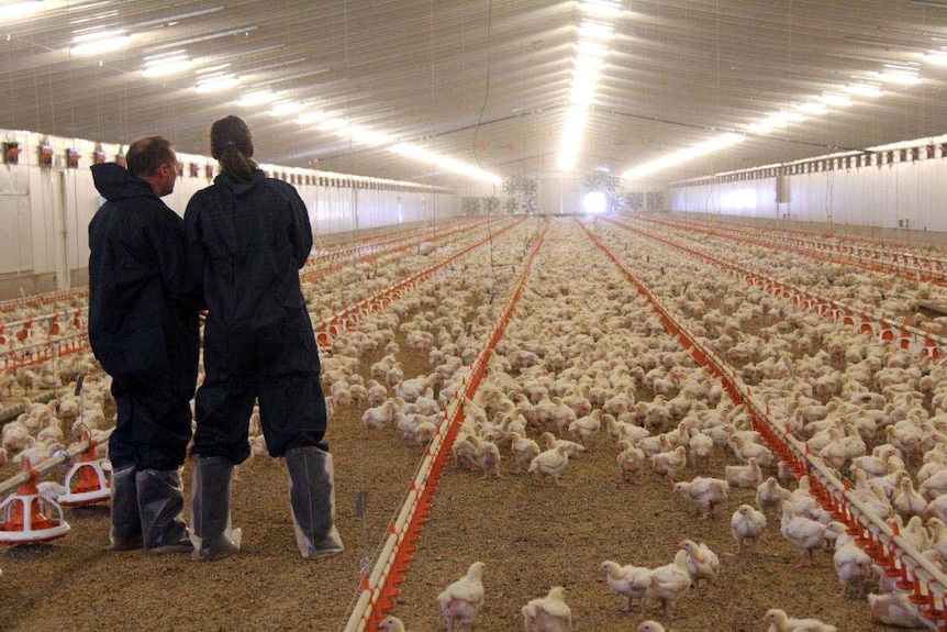 Inside the chook shed