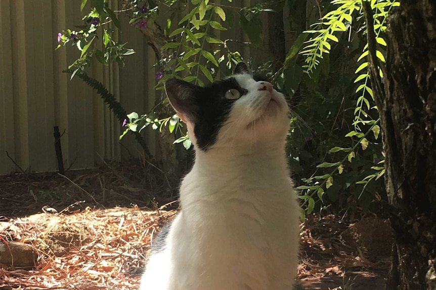 A white and black cat sitting under a bush and looking up.