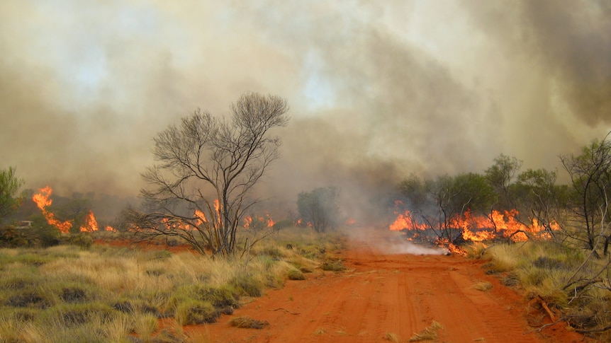 The fire has burnt hectares