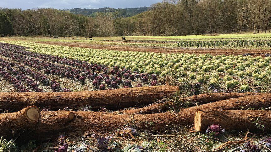 Thousands of cabbages damaged by a hail storm.