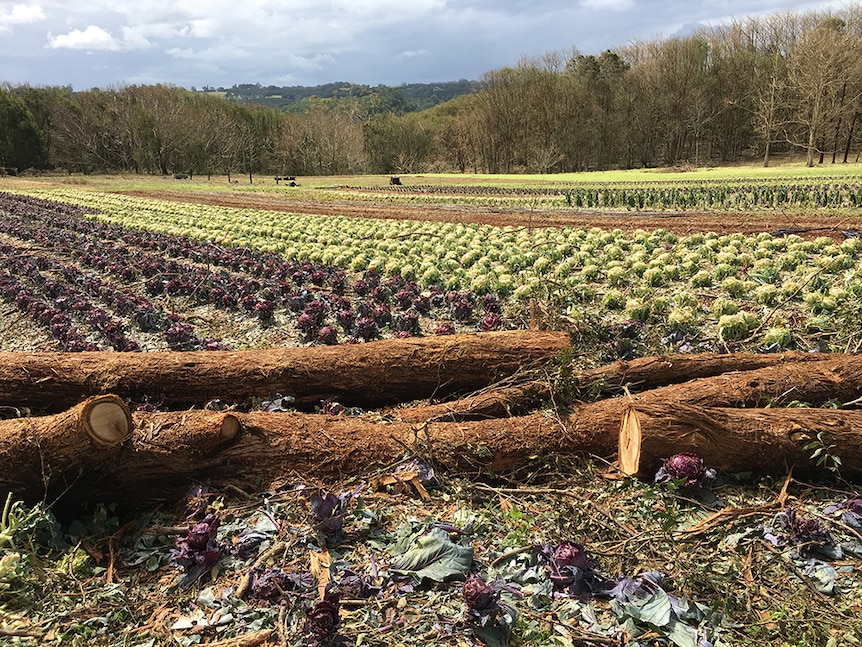 Thousands of cabbages damaged by a hail storm.