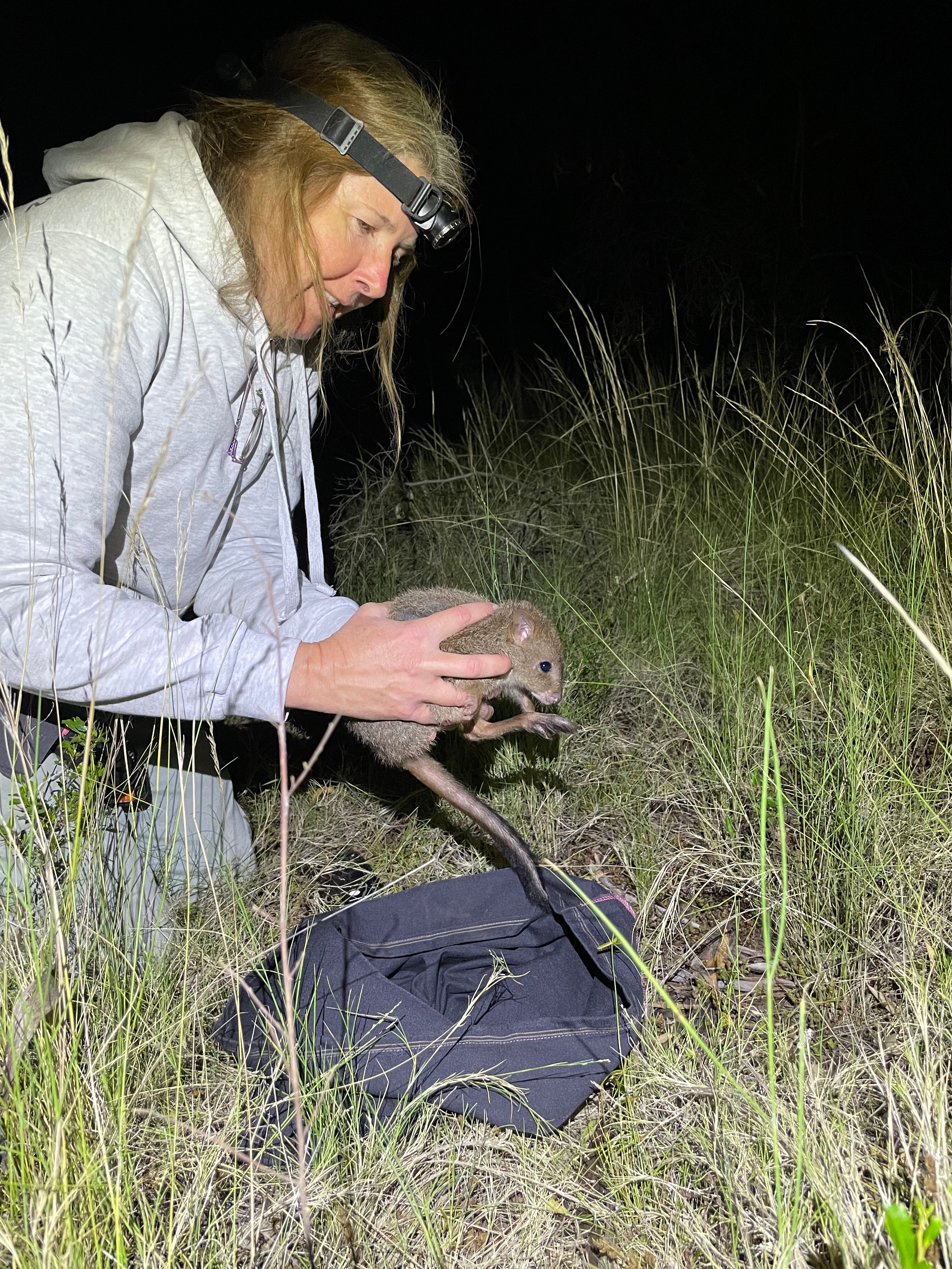 A woman with a head torch holding a brush tailed bettong