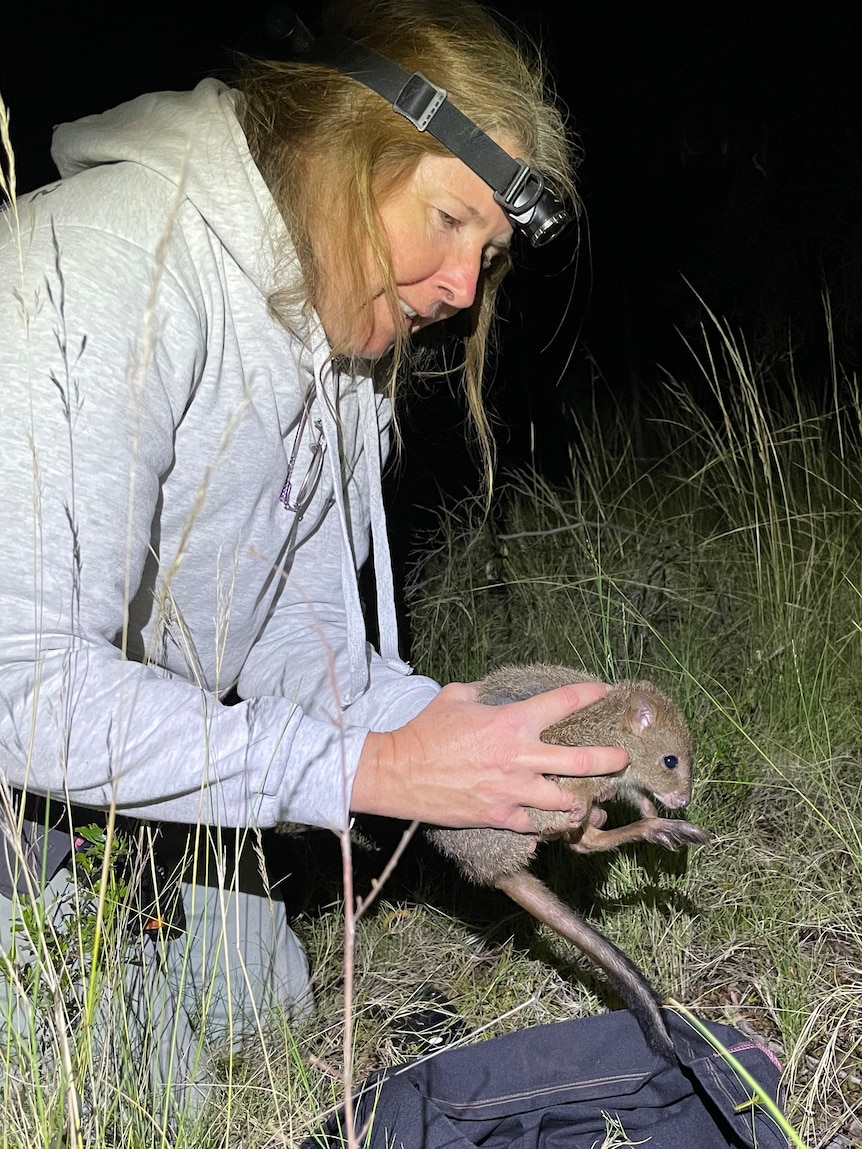 A woman with a head torch holding a brush tailed bettong