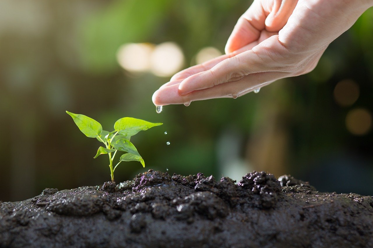 A hand pours water on a tiny green plant