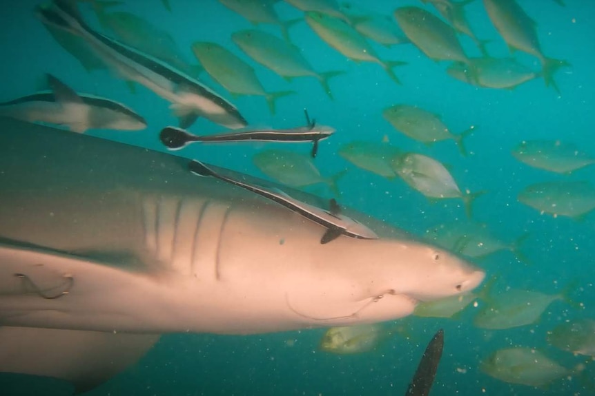 Green underwater shot. Side view of a shark with a hook in its mouth and another in its pectoral fin.