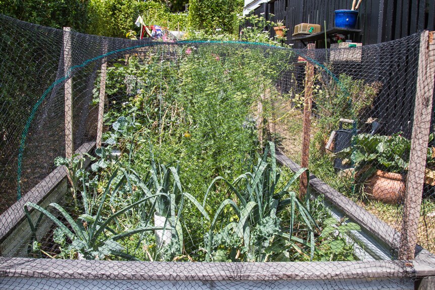 The backyard vegetable garden grows the produce in the yellow box.