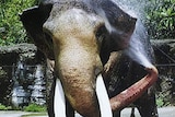 The world's oldest Asian elephant, 86-year-old Lin Wang.