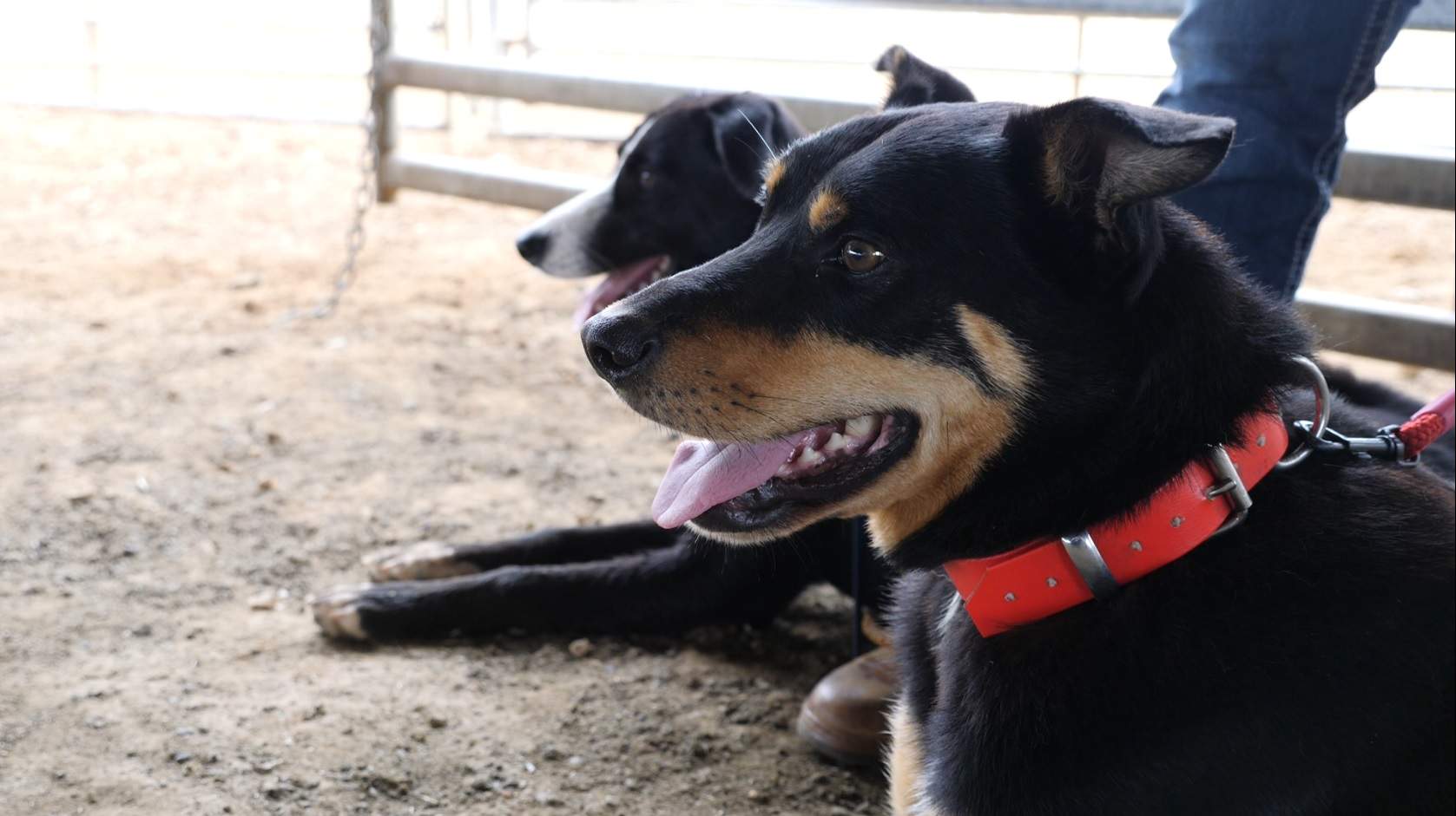 Work dog training program in Victoria tooling farmers with resilience