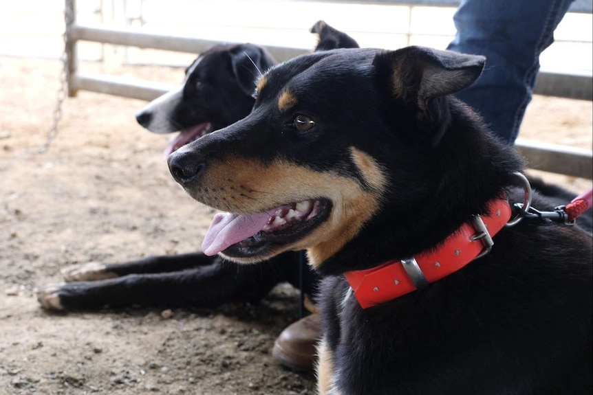 Two working dogs sitting next to each other